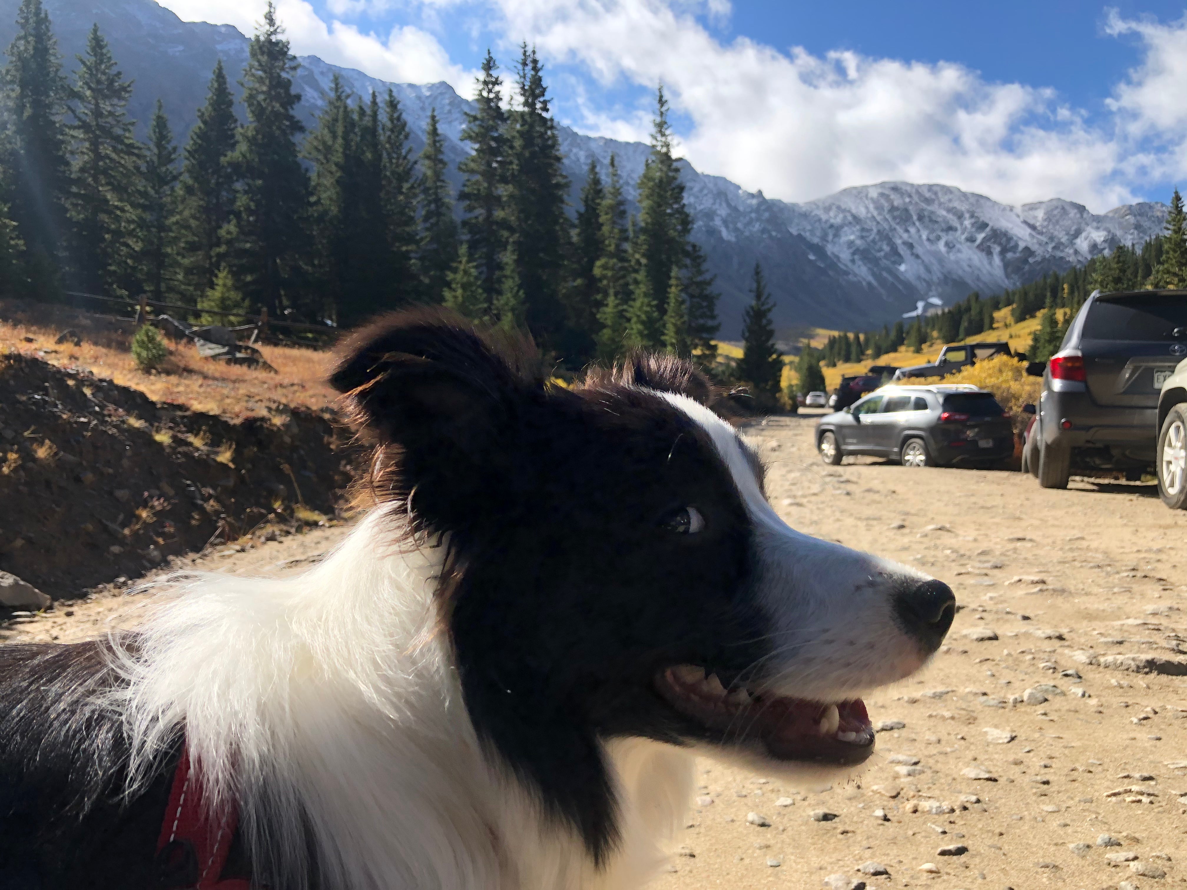 pets, dogs, hiking, curated, free shipping