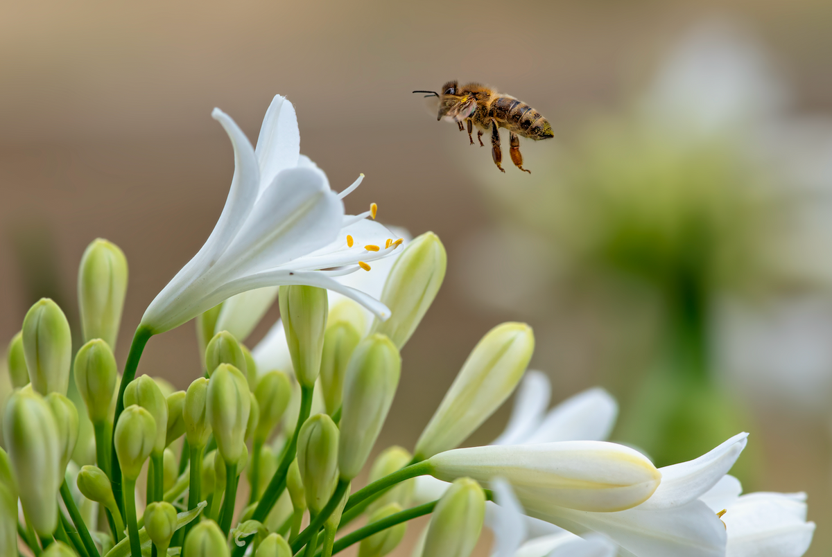 Protecting the Bees